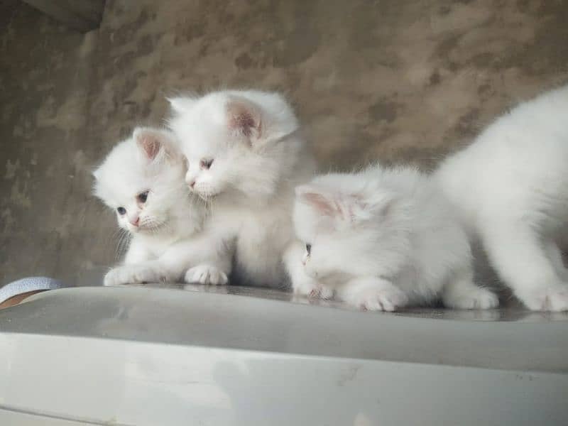 4. kitten pure white/2. kitten odd eyes/2. kitten blue eyes 15