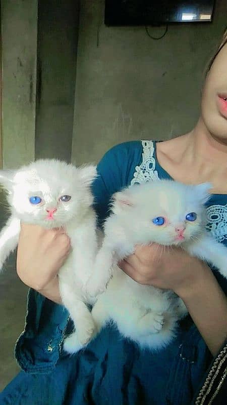 4. kitten pure white/2. kitten odd eyes/2. kitten blue eyes 16