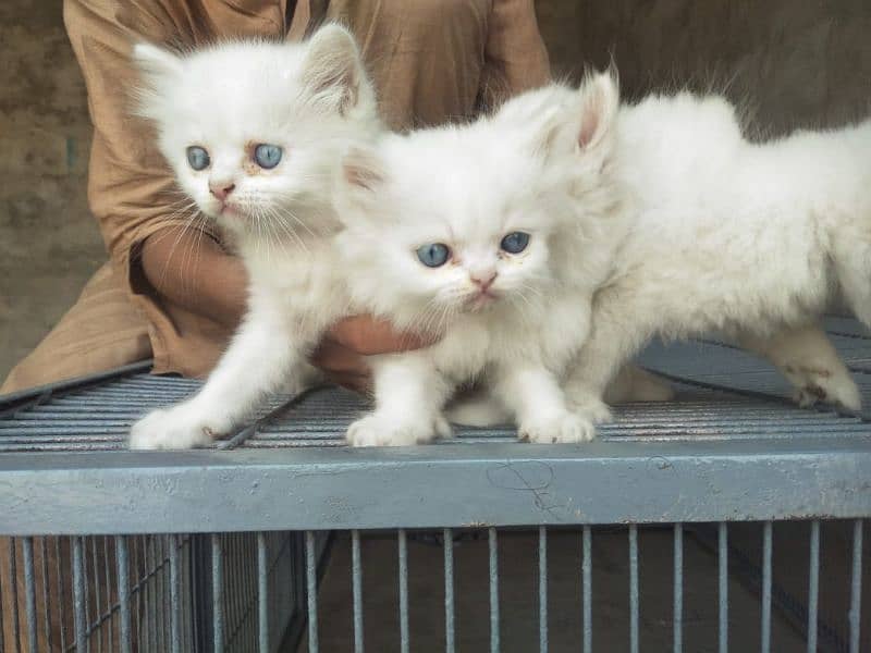 4. kitten pure white/2. kitten odd eyes/2. kitten blue eyes 17