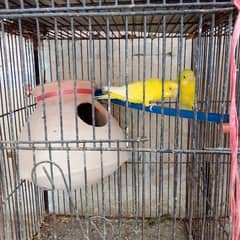 Australian parrot pair for sale