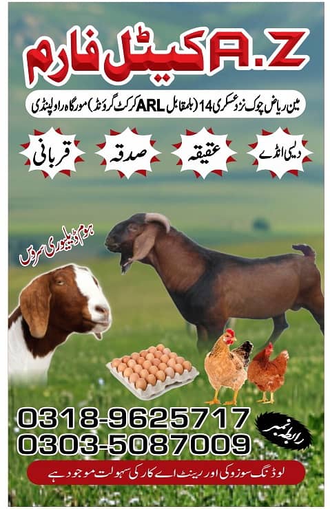 Bakra For sale | Sadqa | Aqeqa | Qurbani | Goat 1