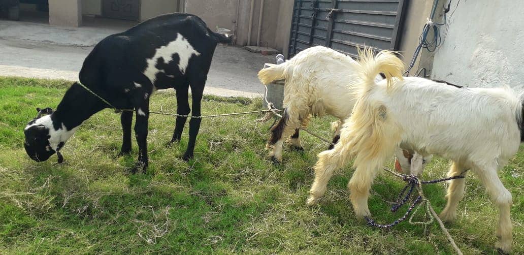 Bakra For sale | Sadqa | Aqeqa | Qurbani | Goat 2