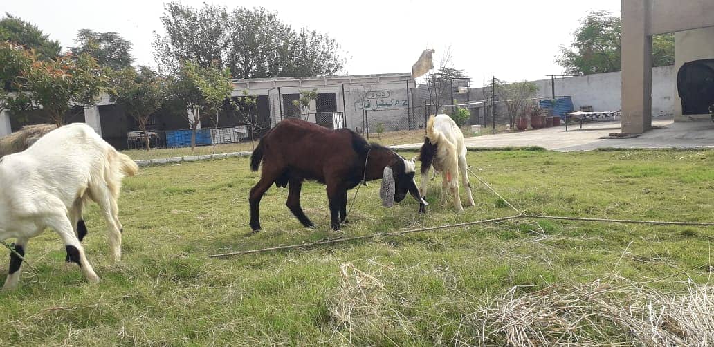 Bakra For sale | Sadqa | Aqeqa | Qurbani | Goat 3