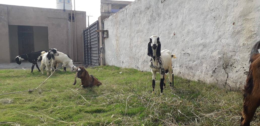 Bakra For sale | Sadqa | Aqeqa | Qurbani | Goat 4