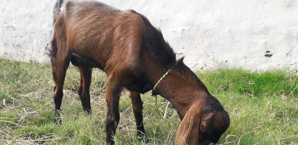 Bakra For sale | Sadqa | Aqeqa | Qurbani | Goat 5