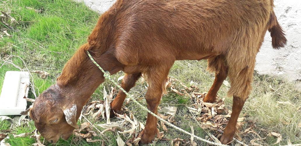 Bakra For sale | Sadqa | Aqeqa | Qurbani | Goat 6