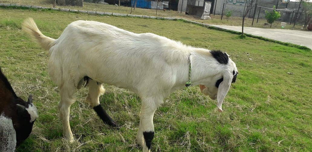 Bakra For sale | Sadqa | Aqeqa | Qurbani | Goat 7