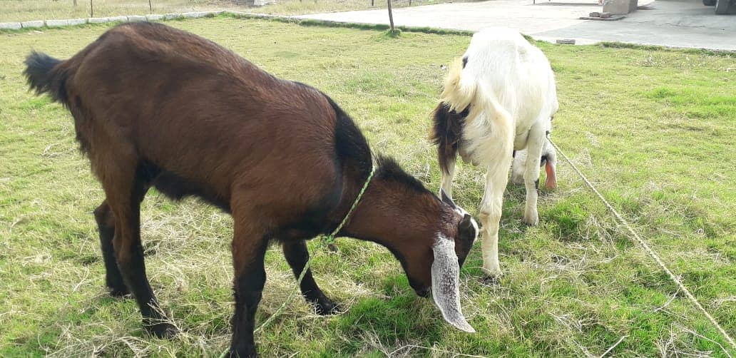 Bakra For sale | Sadqa | Aqeqa | Qurbani | Goat 8