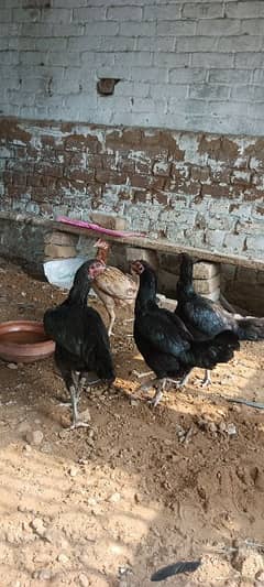 thai murghi or murgha for sale eggs lying