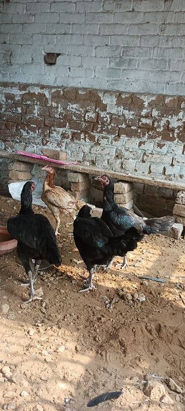 thai murghi or murgha for sale eggs lying 2