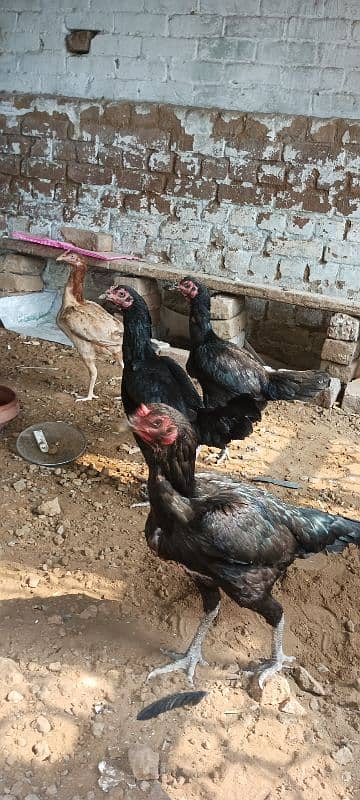 thai murghi or murgha for sale eggs lying 3