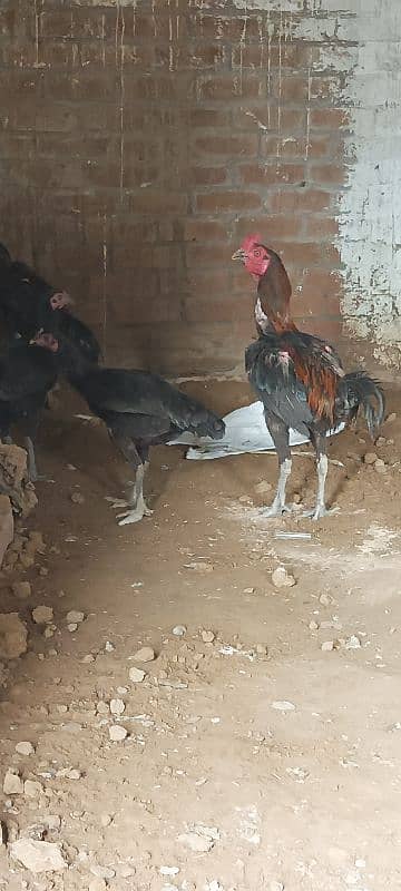 thai murghi or murgha for sale eggs lying 10