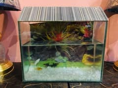 Molli fish 3 pair plus aquarium