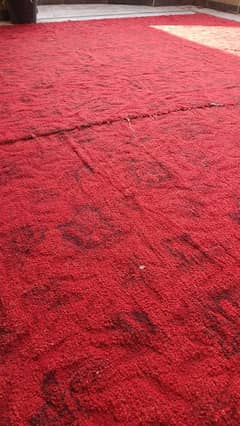 carpet