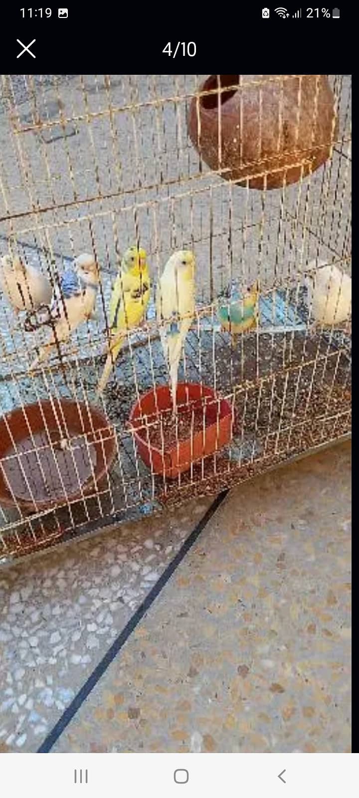 3 PAIRS BUDGIE 0