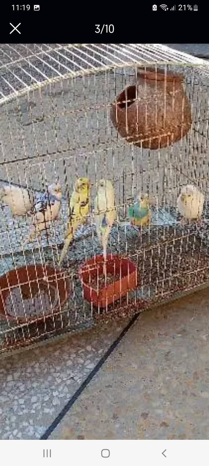 3 PAIRS BUDGIE 1