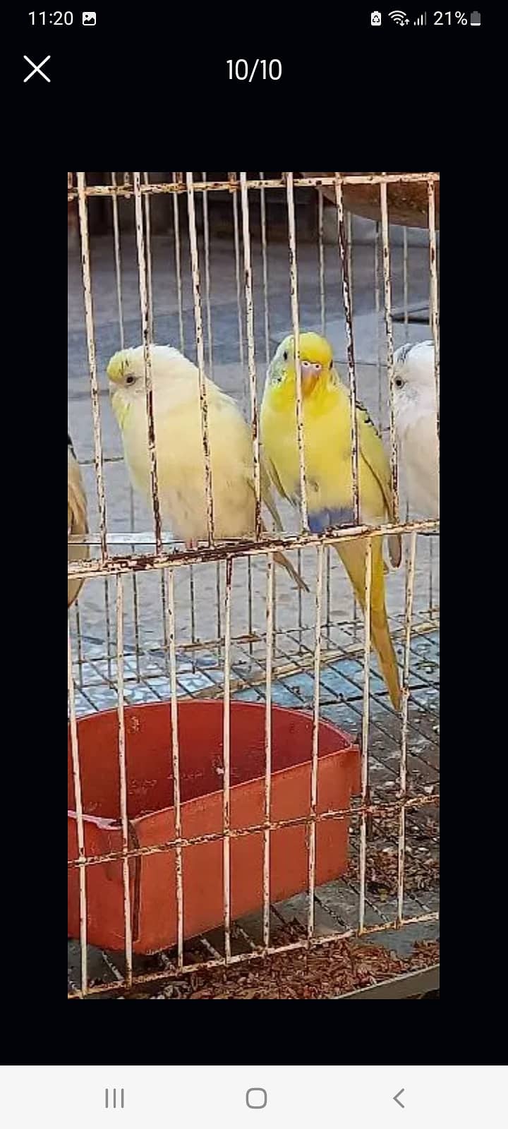 3 PAIRS BUDGIE 2