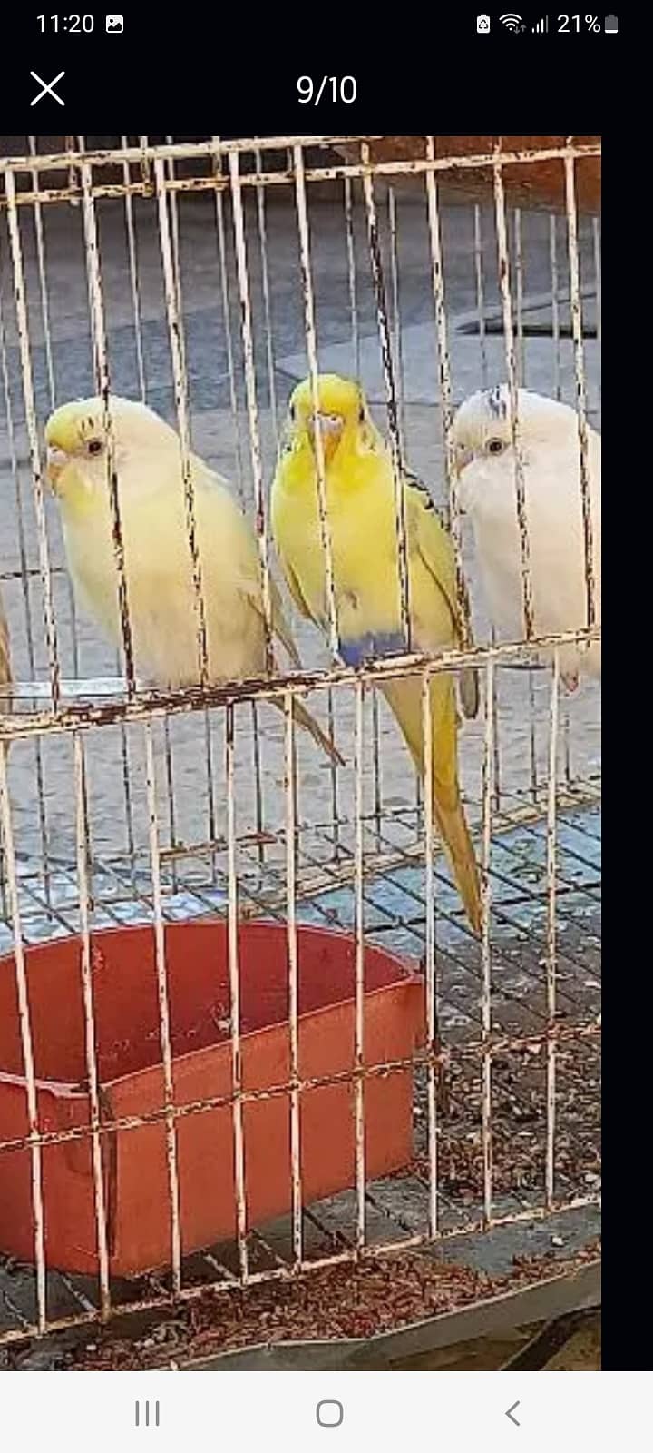 3 PAIRS BUDGIE 3