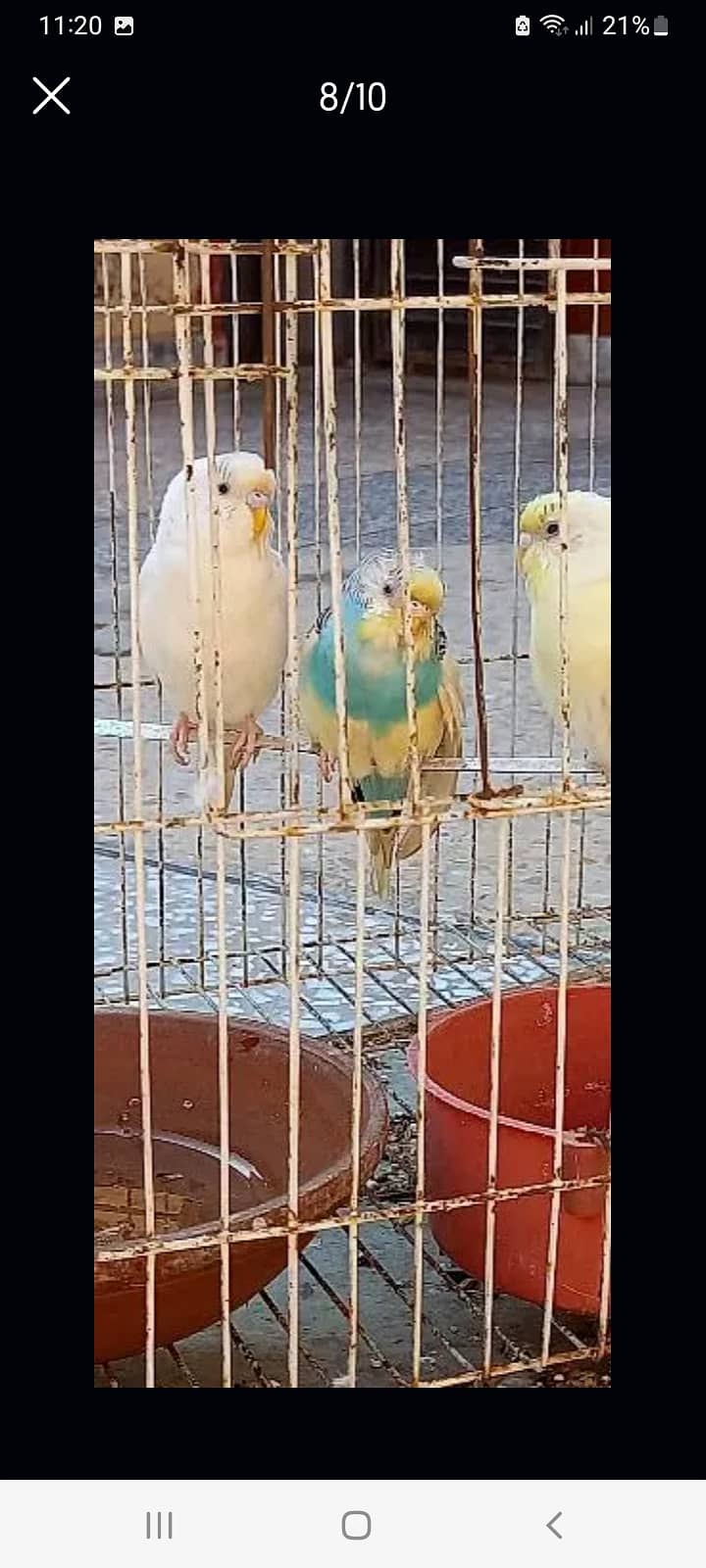 3 PAIRS BUDGIE 4