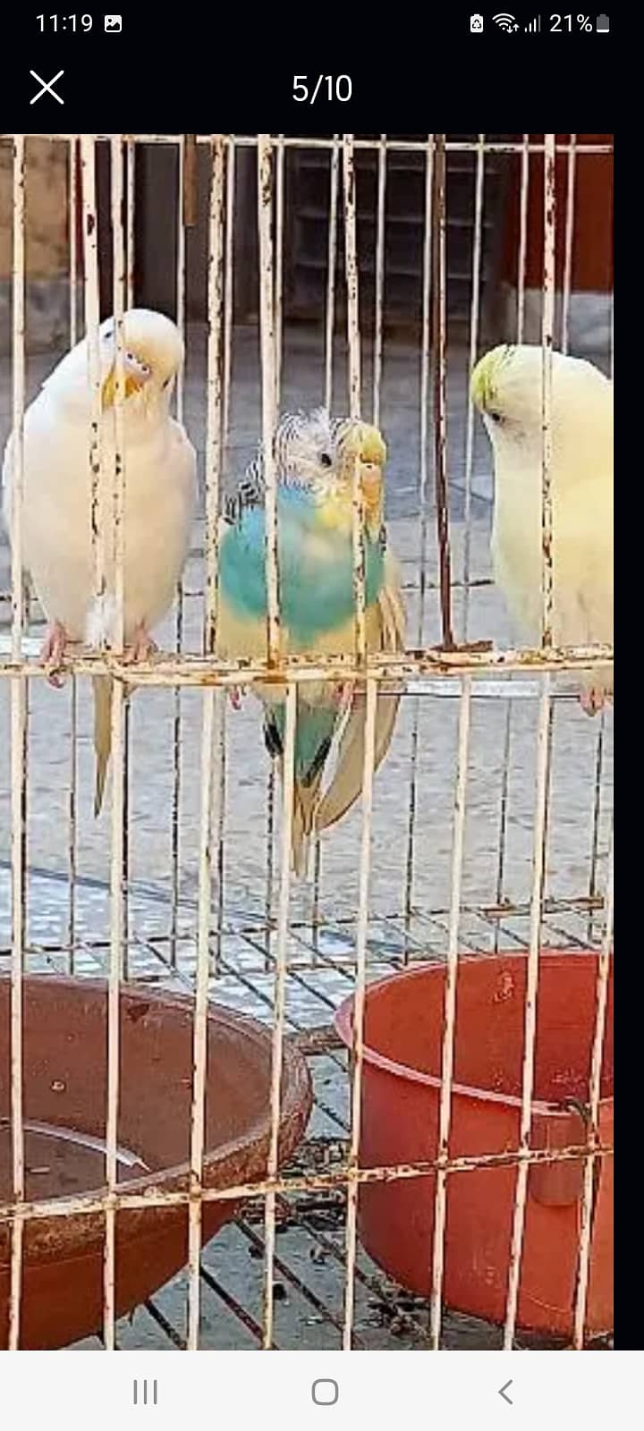 3 PAIRS BUDGIE 5