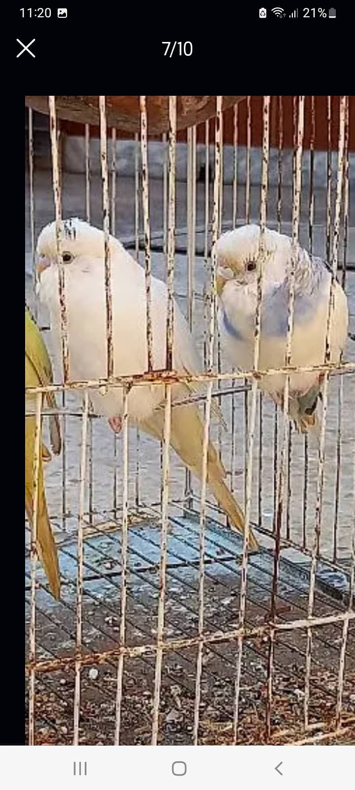 3 PAIRS BUDGIE 7