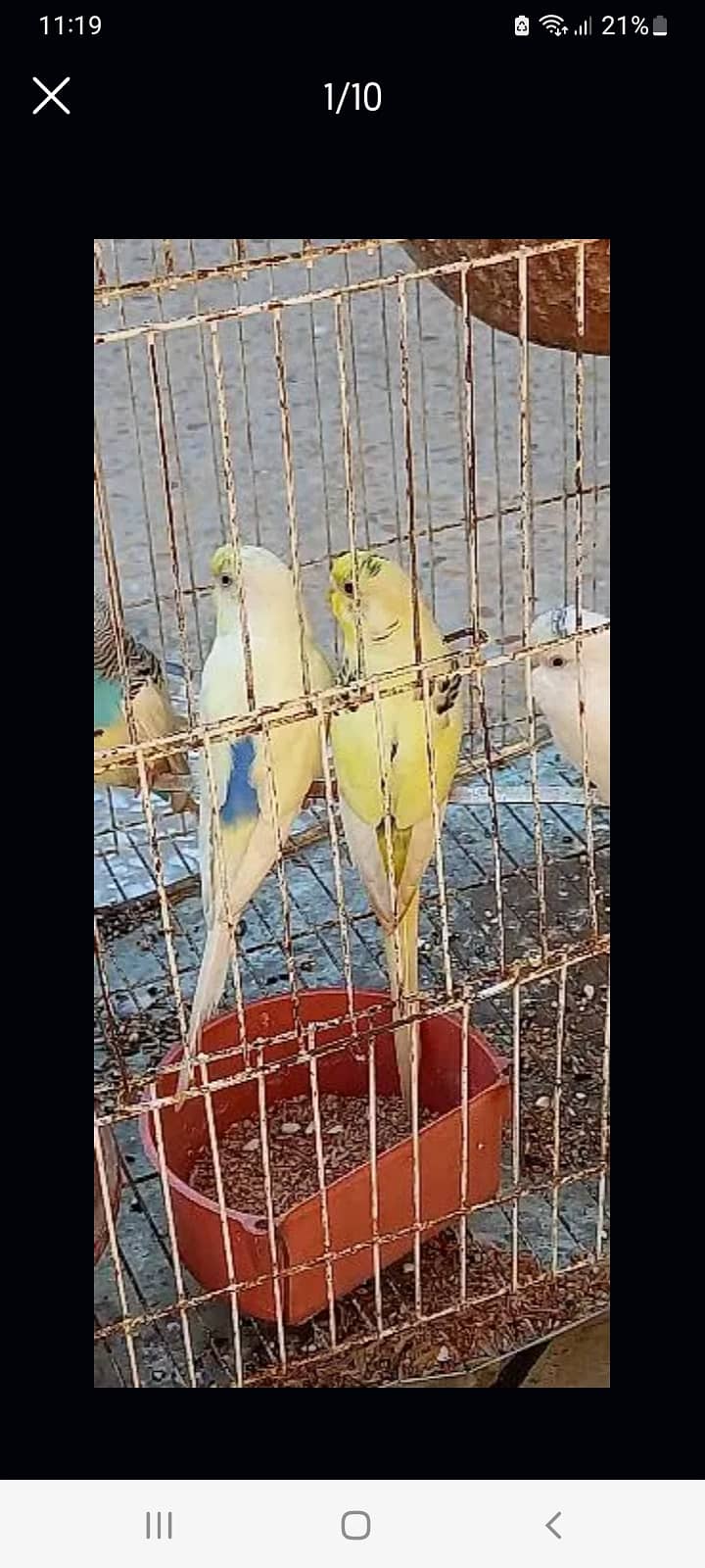 3 PAIRS BUDGIE 9