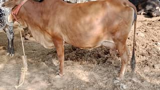 Animal cow