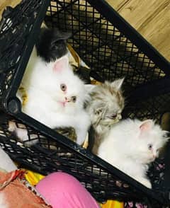 Persian triple coated kittens for sale