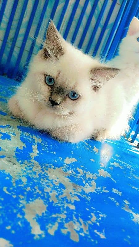 Persian male/ female kittens available for sale 1