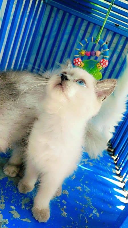 Persian male/ female kittens available for sale 2