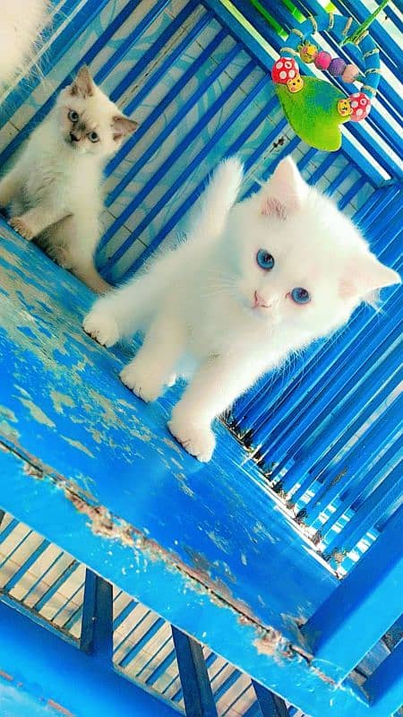 Persian male/ female kittens available for sale 3