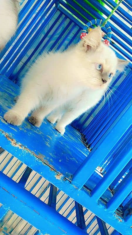 Persian male/ female kittens available for sale 5