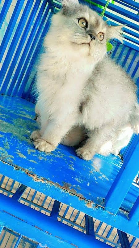 Persian male/ female kittens available for sale 7