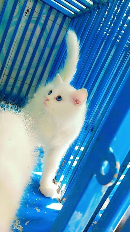 Persian male/ female kittens available for sale 8