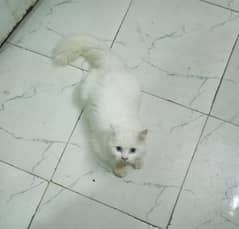 Persian Cat 0