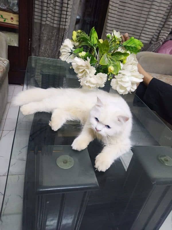 Persian Cat 1