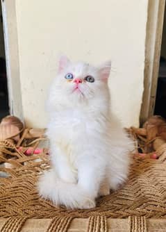 Persian cat | persian Triple coat | cat for sale | Doll Face