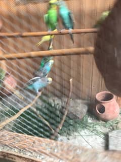 parrot for sale 4 paired