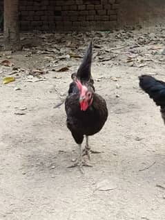 Australop egg laying hen and Aseel hen