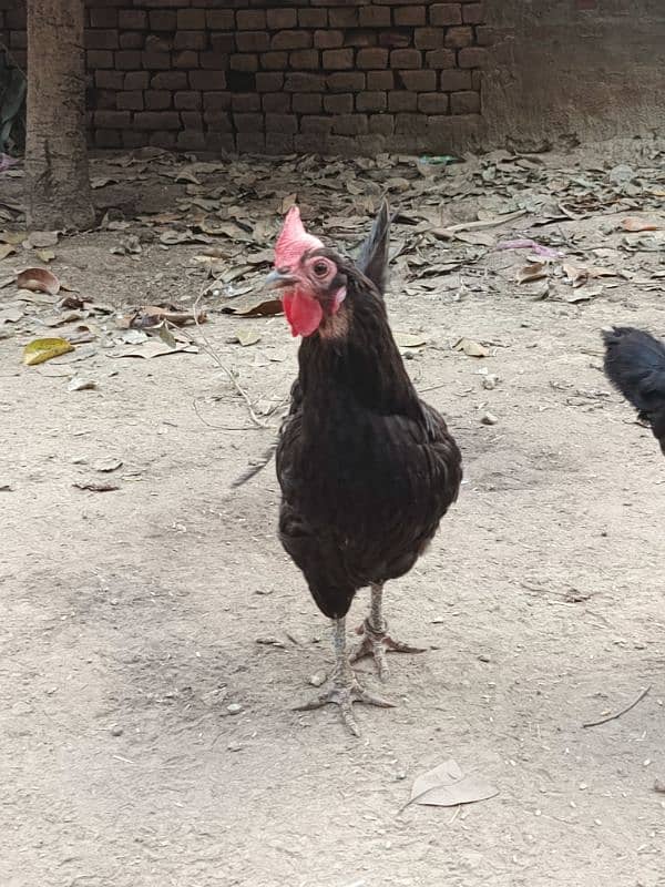 Australop egg laying hen and Aseel hen 1