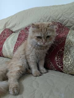 Persian Cat triple coated non spayed Ginger color 0