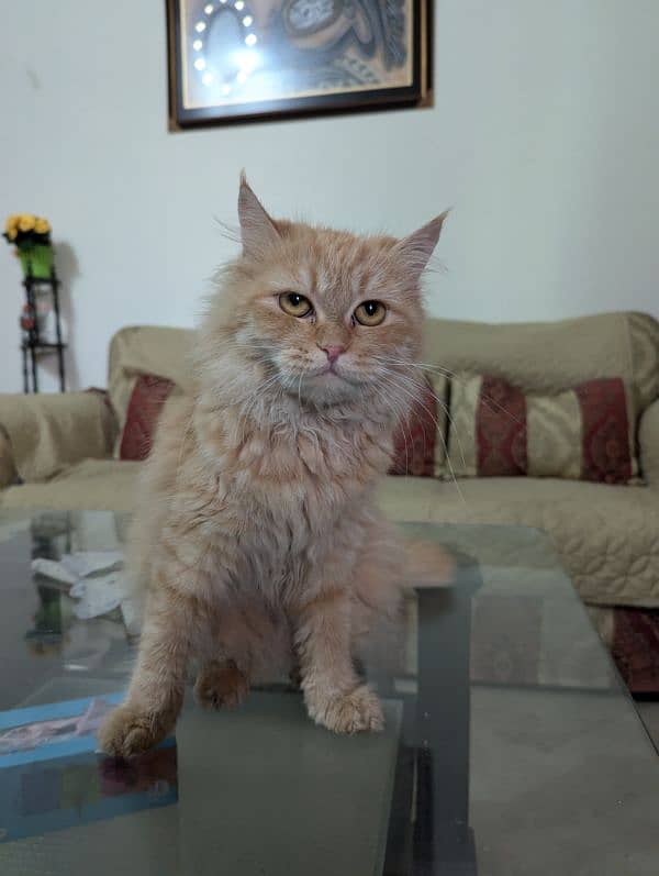 Persian Cat triple coated non spayed Ginger color 1