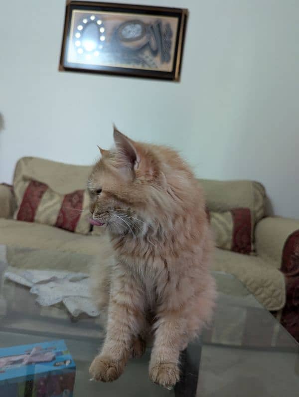 Persian Cat triple coated non spayed Ginger color 3