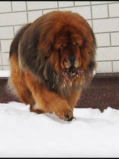 tibetan mastiff fci pedigree female Chinese bloodline