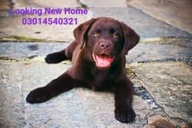 Labrador Cute and beautiful  puppy 03014540321