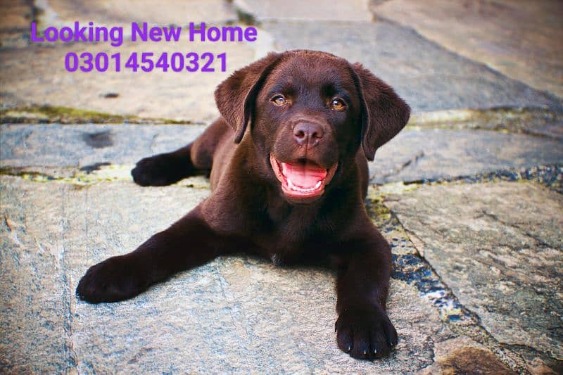 Labrador Cute and beautiful  puppy 03014540321 0