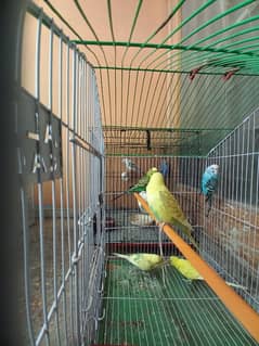 budgie parrot breeder male avaliable + finch breeder pair with 1 egg