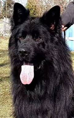 world's top line in Pakistan solid black German shepherd puppies