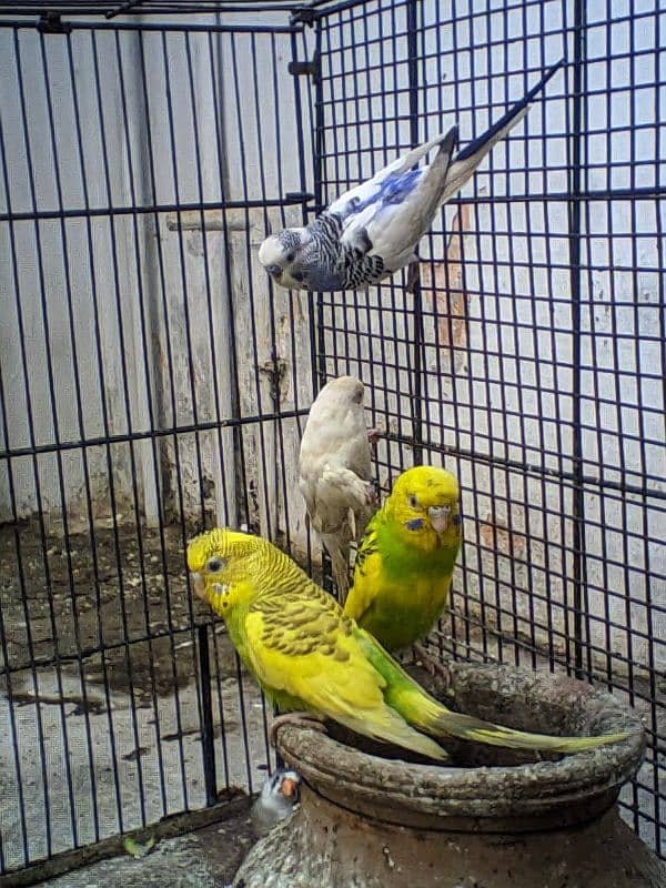 Australian Parrots 1