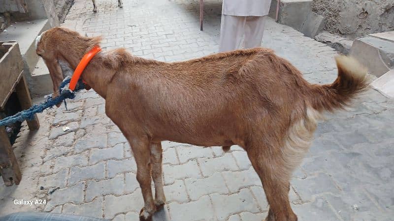 Male Bakra 1